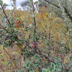 Cotoneaster rotundifolius at Fadden, ACT - 31 Jan 2023