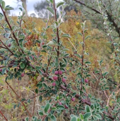 Cotoneaster rotundifolius (A Cotoneaster) at Fadden, ACT - 31 Jan 2023 by KumikoCallaway