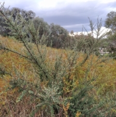 Cotoneaster rotundifolius at Fadden, ACT - 31 Jan 2023