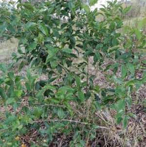 Ligustrum lucidum at Fadden, ACT - 31 Jan 2023