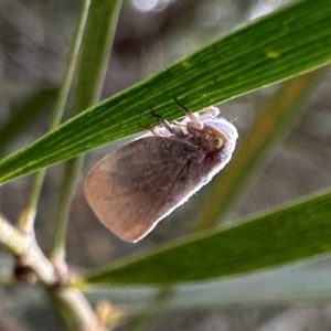 Anzora unicolor at Ainslie, ACT - 31 Jan 2023 04:55 PM