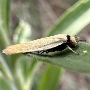 Oecophoridae provisional species 6 at suppressed - 31 Jan 2023