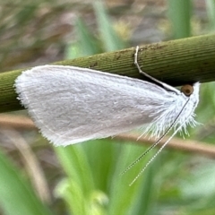 Tipanaea patulella (A Crambid moth) at Ainslie, ACT - 31 Jan 2023 by Pirom