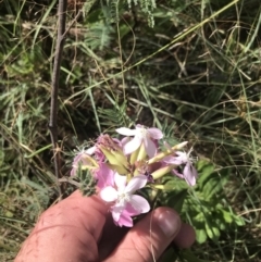 Saponaria officinalis (Soapwort, Bouncing Bet) at Lower Molonglo - 6 Jan 2023 by Tapirlord