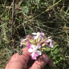 Saponaria officinalis at Stromlo, ACT - 6 Jan 2023 10:09 AM