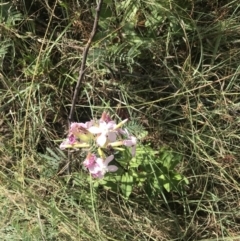 Saponaria officinalis at Stromlo, ACT - 6 Jan 2023 10:09 AM