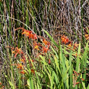 Crocosmia x crocosmiiflora at Throsby, ACT - 31 Jan 2023