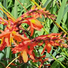 Crocosmia x crocosmiiflora at Throsby, ACT - 31 Jan 2023