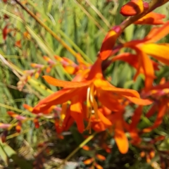 Crocosmia x crocosmiiflora at Throsby, ACT - 31 Jan 2023