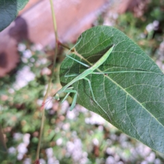 Pseudomantis albofimbriata (False garden mantis) at Watson, ACT - 31 Jan 2023 by abread111