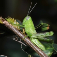 Valanga irregularis at Wellington Point, QLD - suppressed