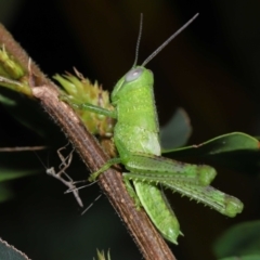 Valanga irregularis at Wellington Point, QLD - suppressed