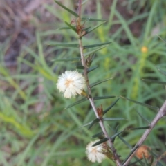 Acacia ulicifolia (Prickly Moses) at Melrose - 15 Oct 2022 by michaelb