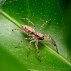 Helpis minitabunda (Threatening jumping spider) at Downer, ACT - 31 Jan 2023 by RobertD