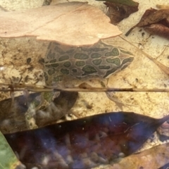 Limnodynastes tasmaniensis (Spotted Grass Frog) at Burra, NSW - 1 Feb 2023 by Safarigirl