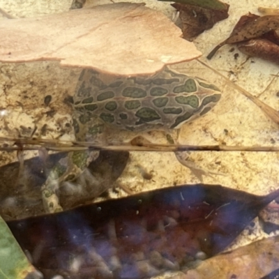 Limnodynastes tasmaniensis (Spotted Grass Frog) at Burra, NSW - 1 Feb 2023 by Safarigirl