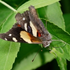 Vanessa itea (Yellow Admiral) at Downer, ACT - 1 Feb 2023 by RobertD