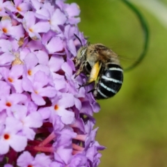 Amegilla (Zonamegilla) asserta (Blue Banded Bee) at Downer, ACT - 31 Jan 2023 by RobertD