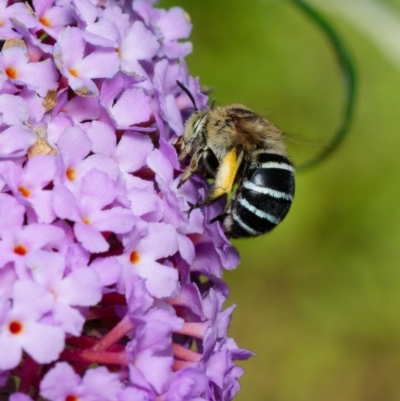 Amegilla (Zonamegilla) asserta (Blue Banded Bee) at Downer, ACT - 1 Feb 2023 by RobertD