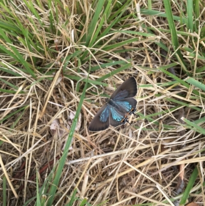 Jalmenus ictinus (Stencilled Hairstreak) at Hackett, ACT - 31 Jan 2023 by JenniM