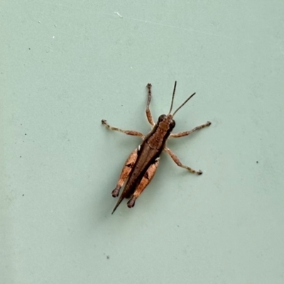 Phaulacridium vittatum (Wingless Grasshopper) at Aranda, ACT - 31 Jan 2023 by KMcCue