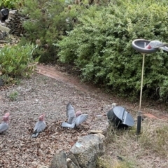 Eolophus roseicapilla (Galah) at Aranda, ACT - 31 Jan 2023 by KMcCue