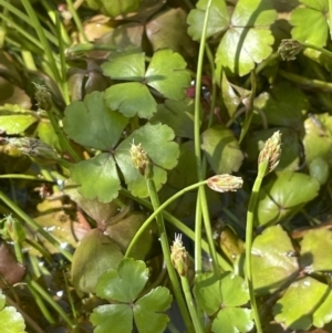 Isolepis fluitans var. fluitans at Booth, ACT - 28 Jan 2023