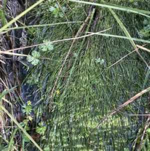 Isolepis fluitans var. fluitans at Booth, ACT - 28 Jan 2023