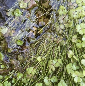 Isolepis fluitans var. fluitans at Booth, ACT - 28 Jan 2023