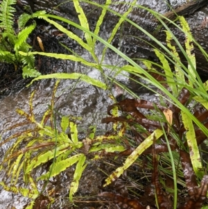 Pteris umbrosa at Uriarra Village, ACT - 30 Jan 2023