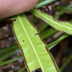 Pteris umbrosa at Uriarra Village, ACT - 30 Jan 2023