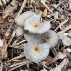 Coprinellus etc. (An Inkcap) at Lyneham, ACT - 31 Jan 2023 by trevorpreston