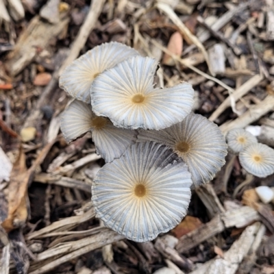 Coprinellus etc. (An Inkcap) at Lyneham, ACT - 1 Feb 2023 by trevorpreston