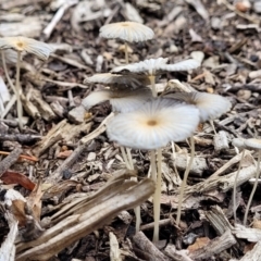 Coprinellus etc. at Lyneham, ACT - 1 Feb 2023