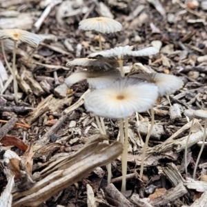 Coprinellus etc. at Lyneham, ACT - 1 Feb 2023 07:50 AM