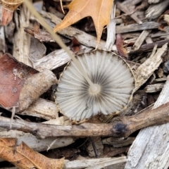 Coprinellus etc. at Lyneham, ACT - 1 Feb 2023 07:50 AM