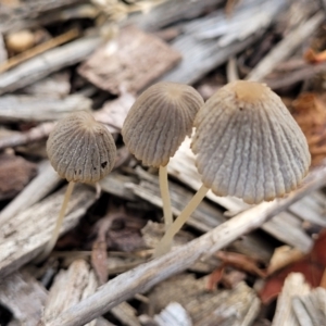 Coprinellus etc. at Lyneham, ACT - 1 Feb 2023 07:50 AM