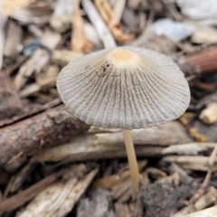 Coprinellus etc. at Lyneham, ACT - 1 Feb 2023 07:50 AM