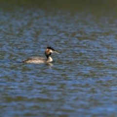 Podiceps cristatus at Coree, ACT - 1 Feb 2023 11:16 AM