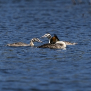 Podiceps cristatus at Coree, ACT - 1 Feb 2023 11:16 AM