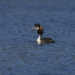 Podiceps cristatus at Coree, ACT - 1 Feb 2023 11:16 AM