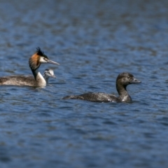 Biziura lobata (Musk Duck) at Lower Cotter Catchment - 1 Feb 2023 by trevsci