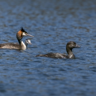 Biziura lobata (Musk Duck) at Coree, ACT - 1 Feb 2023 by trevsci