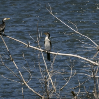 Microcarbo melanoleucos (Little Pied Cormorant) at Coree, ACT - 31 Jan 2023 by trevsci