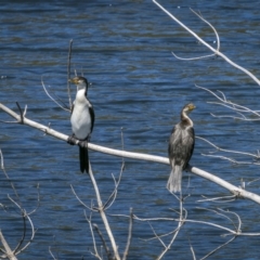 Microcarbo melanoleucos at Coree, ACT - 1 Feb 2023