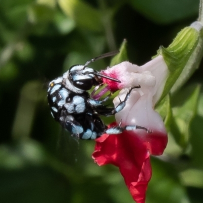 Thyreus caeruleopunctatus (Chequered cuckoo bee) at Macgregor, ACT - 1 Feb 2023 by Roger