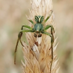 Sidymella sp. (genus) (A crab spider) at Aranda Bushland - 31 Jan 2023 by CathB