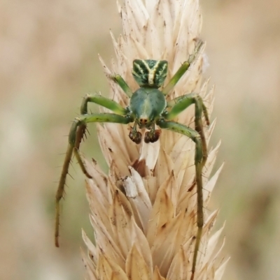 Sidymella sp. (genus) (A crab spider) at Aranda Bushland - 31 Jan 2023 by CathB