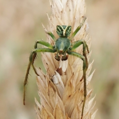 Sidymella sp. (genus) (A crab spider) - 1 Feb 2023 by CathB