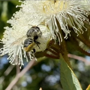 Megachile (Eutricharaea) maculariformis at Googong, NSW - suppressed